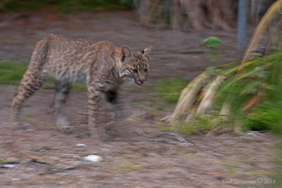 Bobcat