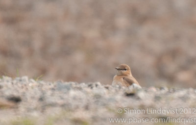 Isabelline Wheatear (Oenanthe isabellina)