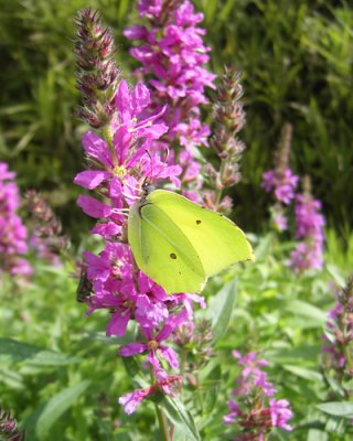 Citronfjril, kraberg 060825