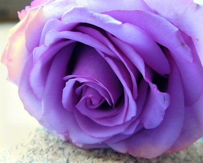 The glory of a purple rose