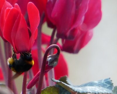 An unseasonal visitor to my windowsill