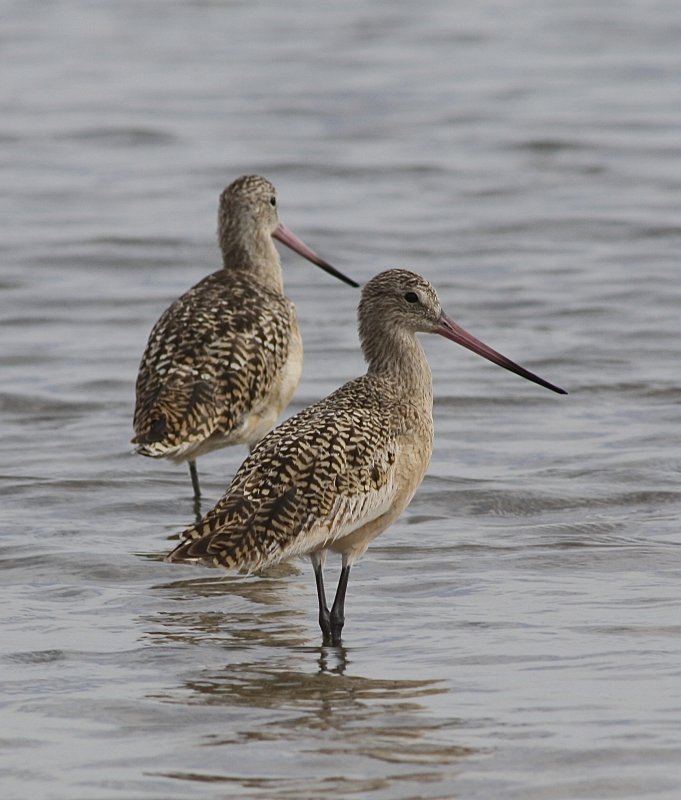 4862 - Marbled Godwit