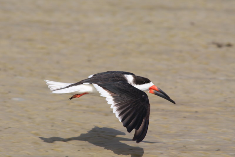 4924 - Black Skimmer