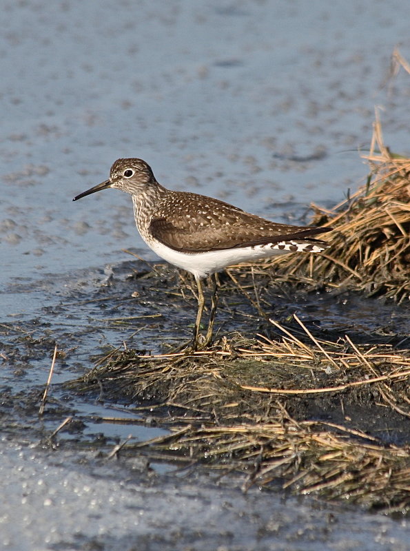 7292 - Solitary Sandpiper