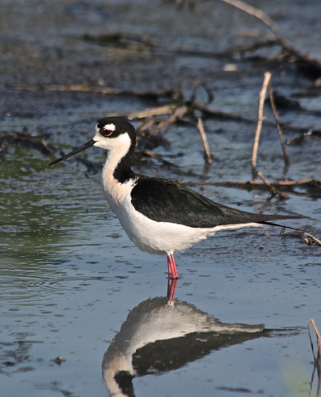 7319 - Black-neck Stilt