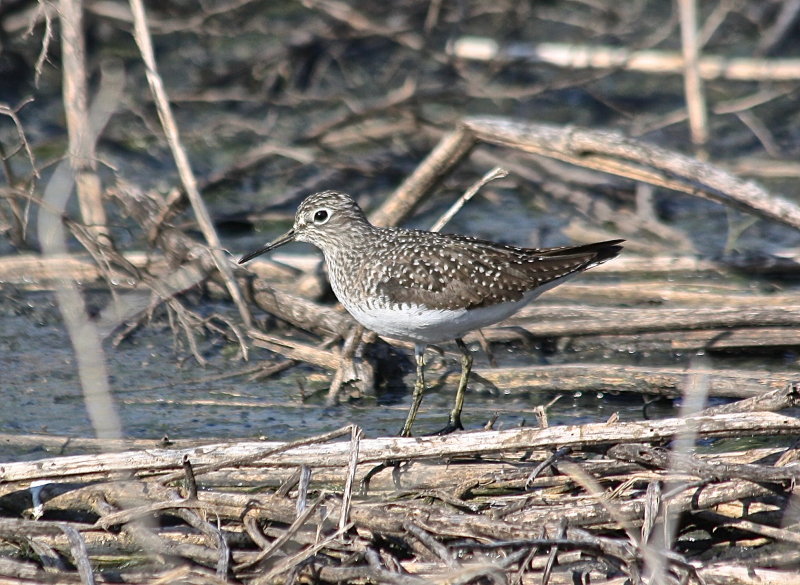 7342 - Solitary Sandpiper