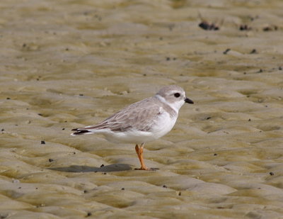 4877 - Piping Plover