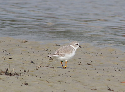5025 - Piping Plover