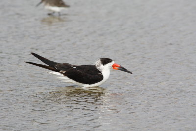 4933 - Black Skimmer