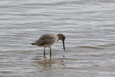 4705 - Willet