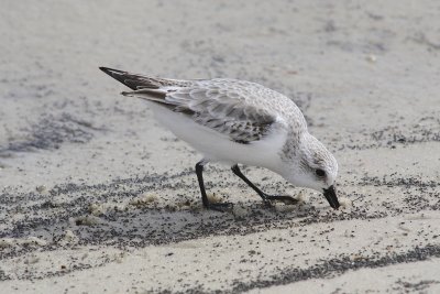 Shorebirds Gulfport, MS Fall 2012