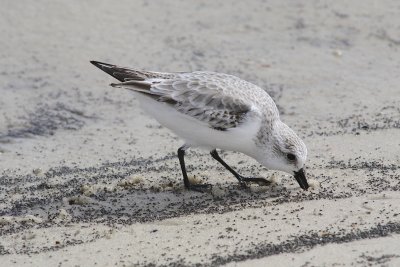 4719 - Sanderling