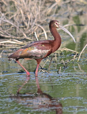 7450 - White-faced Ibis