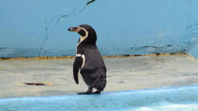 Paultons 2012 (42).JPG