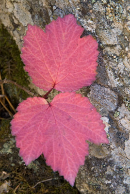 Ivy