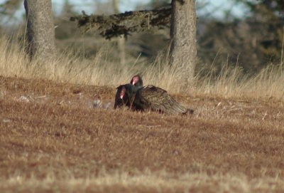 turkey_vulture