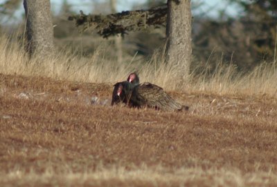 Turkey vultures