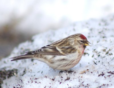 Common Redpoll