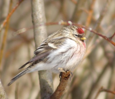 Common Redpoll