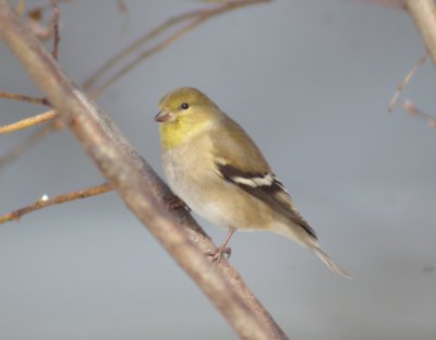 American goldfinch