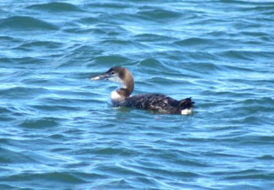 Common loon