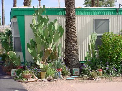 cacti and a palm
