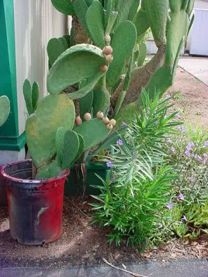 cacti and brush