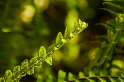 F is for Fern Frond