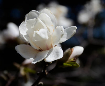 Blooming