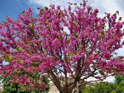 Jardines de la Alhambra