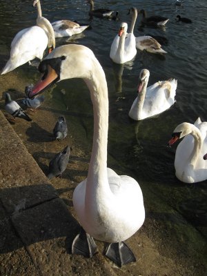 Hyde Park. The Serpentine