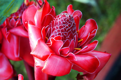 Hawaii: Red and Pink