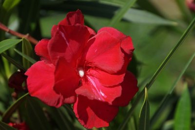 Red Oleander