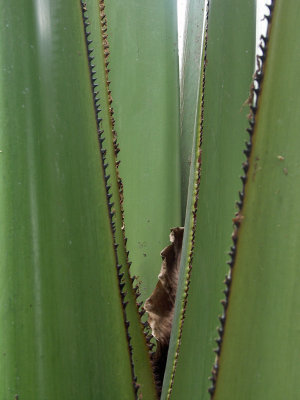 Sawtooth Palm