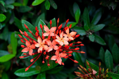 Rubiaceae 'Ixora'