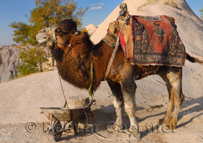 Saddled working Dromedary camel ready for rides at Uchisar Cappadocia Turkey