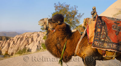 Working Dromedary camel ready for rides at Uchisar Cappadocia Turkey