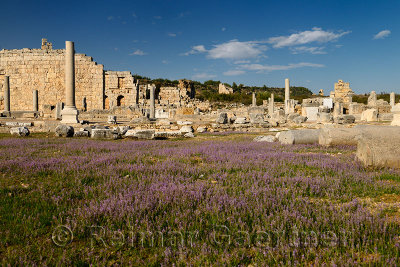 Wild lavender flowers in the Agora ruins of Perge with Columns and Hellenic Gate and moon