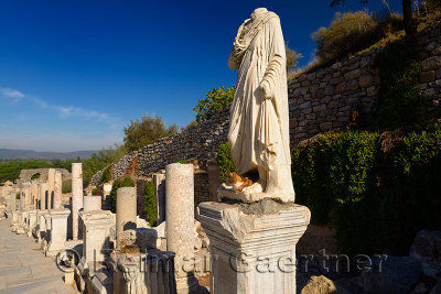 Feral cats on pedestal and marble statue at ruins on Curetes Street of ancient Ephesus Turkey