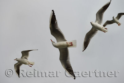 Four Common black headed gulls aloft over a ferry on the Dardanelles Turkey