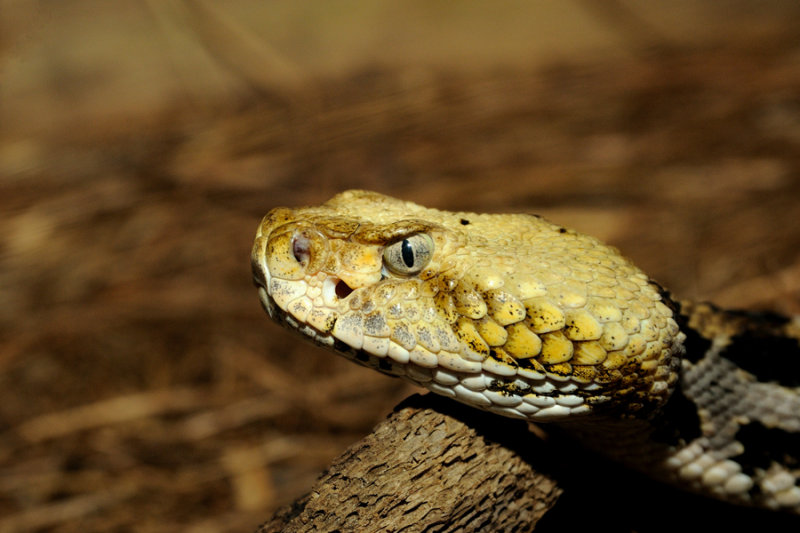 Cane Back Rattlesnake