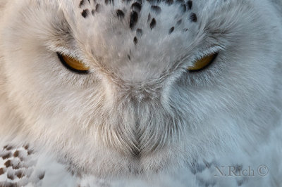Snowy Owl Spirit Portraits