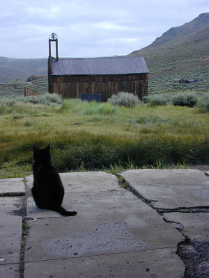 Bodie Kitty Firestation2.jpg