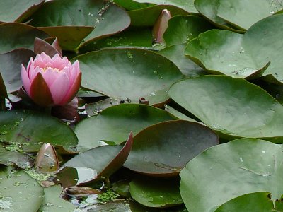 DSC02784_pink.JPG