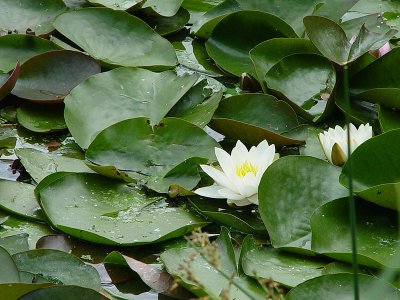 DSC02784_white.JPG