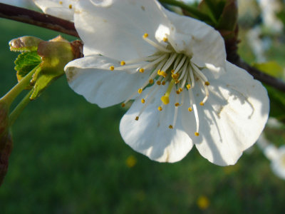 Misc. White Flowers