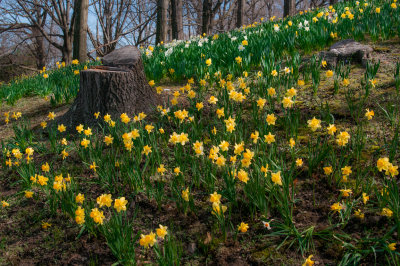 daffodil_hill