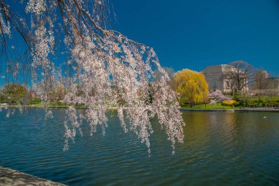 spring__cma_