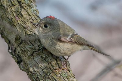 magee_marsh_4-27-13