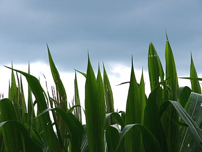 Corn Season in New England ~September 4th